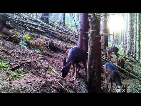 autumn 2016 yorkshire moors