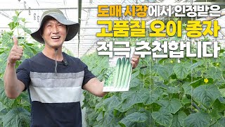 도매 시장에서 인정 받은 고품질 오이 종자! 인기 오이 품종의 비결 공개