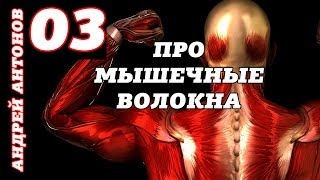 Мышечные волокна