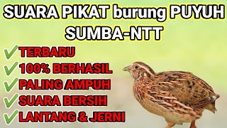 Download lagu Suara Pikat Burung Puyuh SUMBA NTT Pasti BERHASIL dan TERBARU mp3