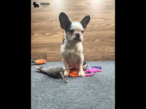 Video 1