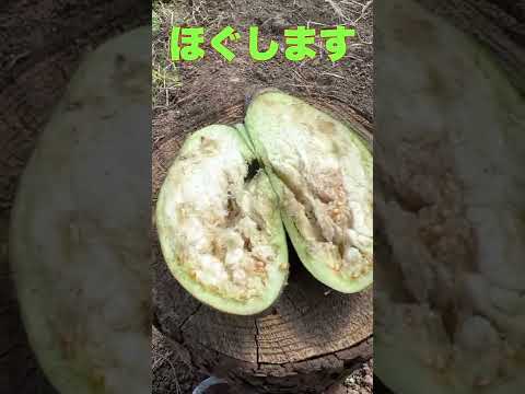 園芸 ナスの植物を家庭菜園に移植するにはどうすればよいですか?