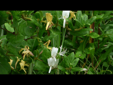常緑スイカズラ 植物