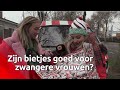 Wie weet of bietjes goed zijn voor zwangere vrouwen? | Brabants Buske