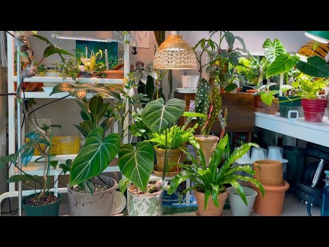식물초보의 식물 키우기 작은 거실에 식물 50개 [필로덴드론은 사랑💚 살아나는 고사리, 수태말이]