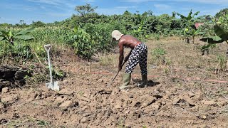 Download lagu FROM EMPTY LAND TO NEW HOPE | THE STRUGGLE OF FARMERS IN THE OVERSEAS OF KALIMANTAN mp3