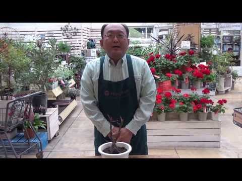 中国の牡丹、高貴な牡丹 植物