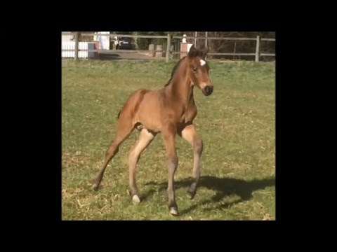 Borsalino x Arpeggio