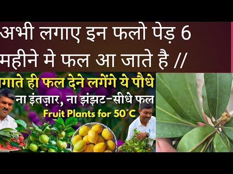 इन फलो  के पेड़ लगाए 6 महीने ही फल आ जायेगे //