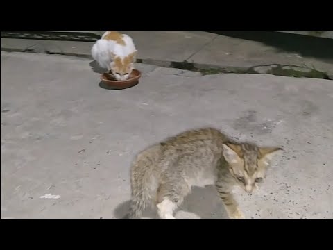 Deadly Feral Cat Is Afraid Of Indoor Cat || Both Mother Cats Protecting Their Kittens ||