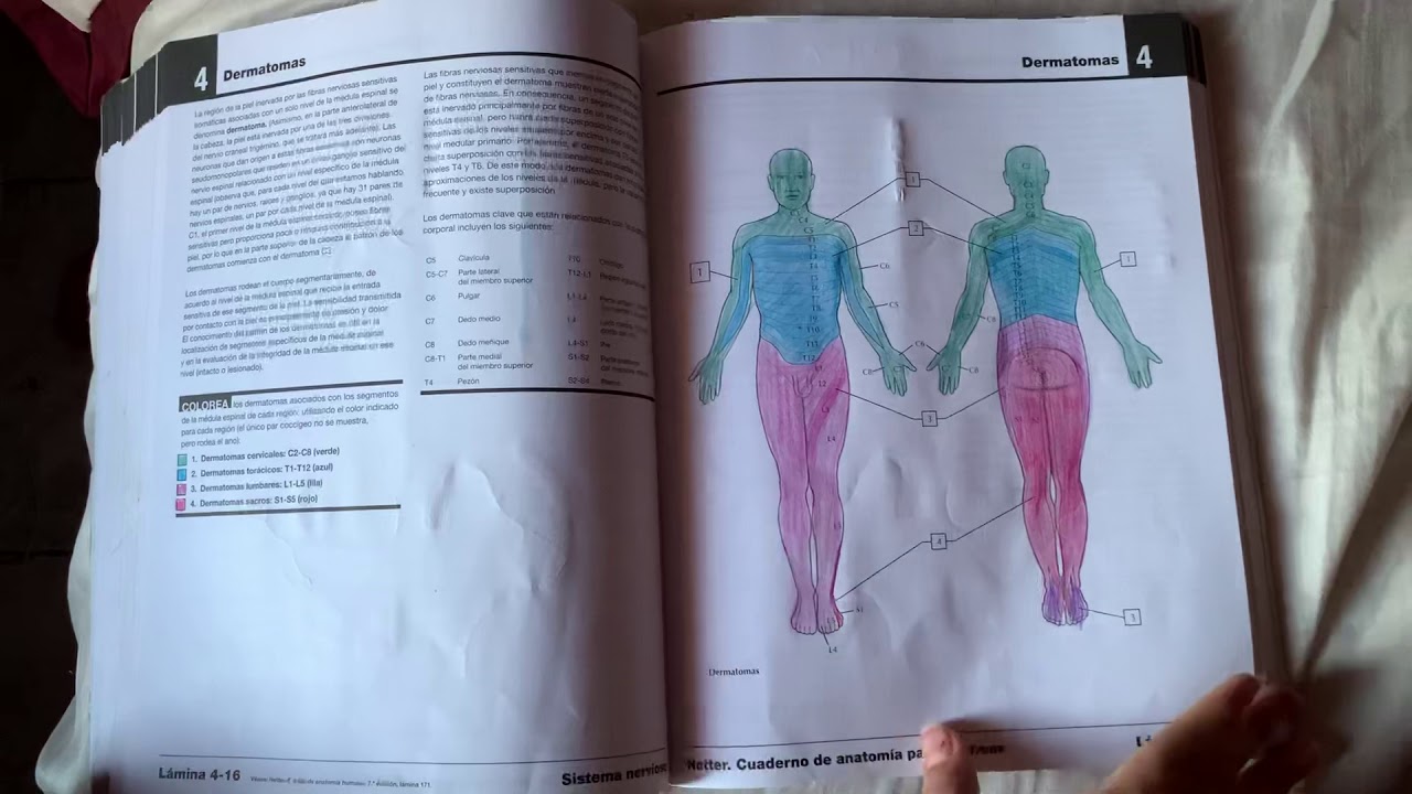 Netter cuaderno de colorear, Hernández Silva Ana Sarahí 1906359 Grupo:01 ANATOMÍA
