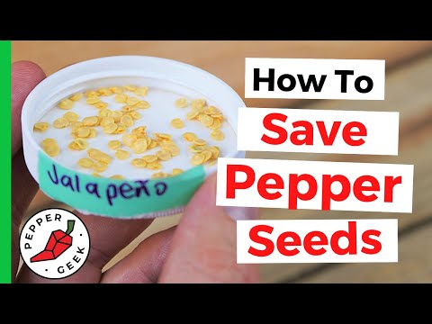 How To Save Pepper Seeds To Grow Next Year - Pepper Geek