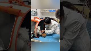 Esse Gatinho Comilão é uma Celebridade 😍❤️