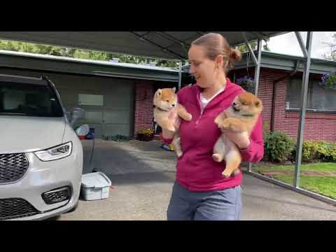 Shiba Inu Puppies