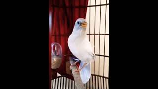 Download lagu burung wambi albino gacor burung sultan #kicaumania #muraibatu #muraigacor #burungcantik mp3