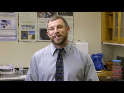 What are the benefits of American Burying Beetles?