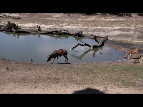 Djuma Private Game Reserve Live Stream