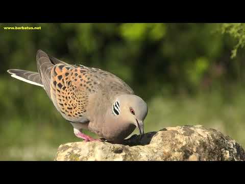 TÓRTOLA COMÚN | TRUTLE DOVE | Streptopeli