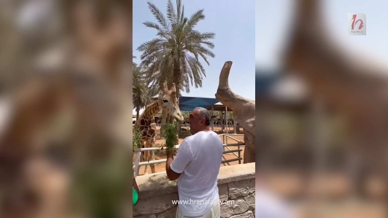 Սամվել Ալեքսանյանն ընձուղտ է կերակրում