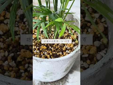 休暇中に植物に水をやるにはどうすればよいですか? 3 つの簡単な解決策 + 1 つの珍しいヒント!  庭園