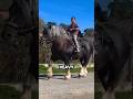 Is This The Biggest Horse Ever