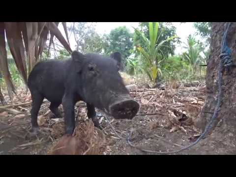 Blue Ventures: Timor- Leste