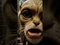 Bhootiya Billi Bhoot Wali Video Bhoot Bhoot Bhoot Boot Boot Horror Video Bhoot Horror Ghost