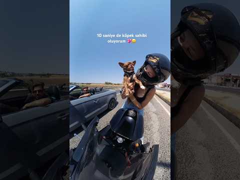 Çok tatlı amaaa🥲🤍 #chihuahua #köpekler #motorcular #motovlog