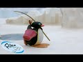 Pingu Goes Fishing 🐧 | Pingu - Official Channel | Cartoons For Kids