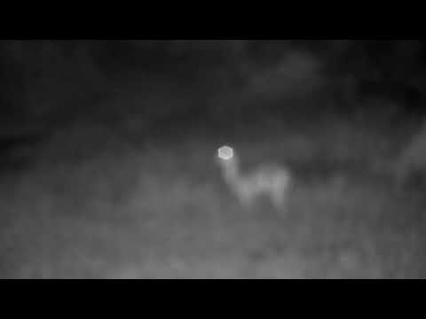 Djuma: Audio of Lions roaring and seeing alert Impala female and youngster - 01:27 - 01/09/2023