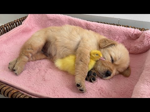 YouTube 썸네일