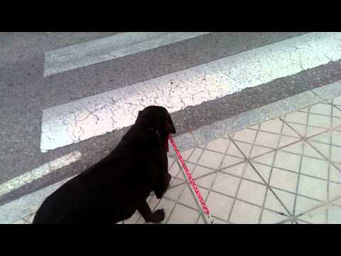 Tara labradora chocolate paseando otro perro