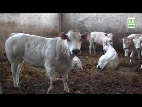 Situazione di mercato bovini di razza Piemontese OA27&28giugno2021