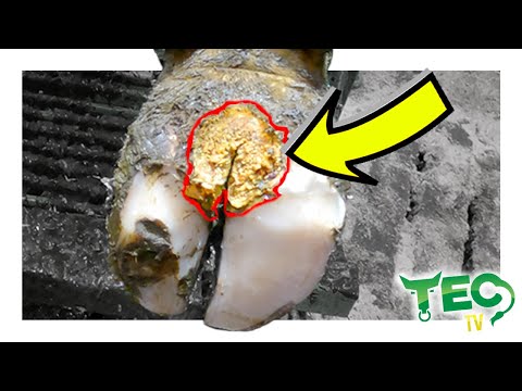 SAVING THIS COW'S FOOT FROM HEEL HORN EROSION *Broken Footbath*