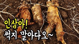 [터치정보農 33편] 인삼은 같은 장소에서 재배를 못 한다구요? (feat.인삼뿌리썩음병 진다의뢰)
