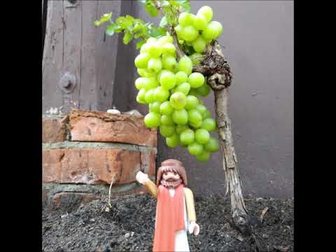 Ich bin der Weinstock