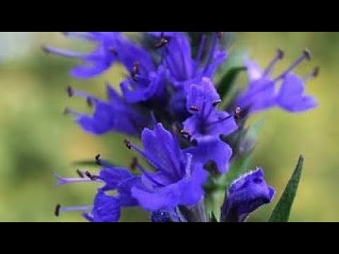 Izop biljka i ukras i lek