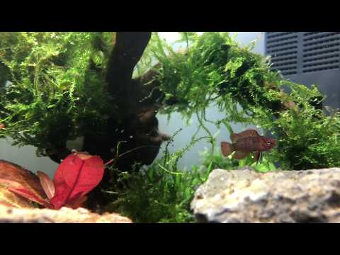 Zwergblaubarsch - Dario Dario