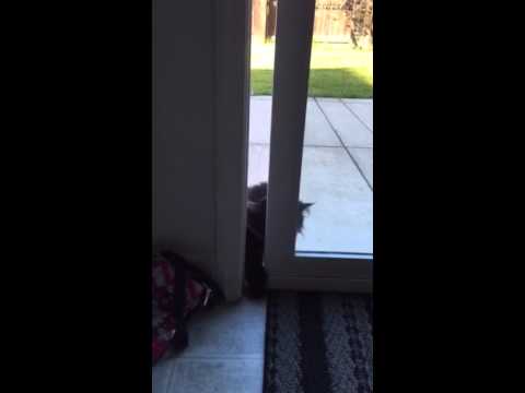 Meow is a persistent cat! Watch her open the door!