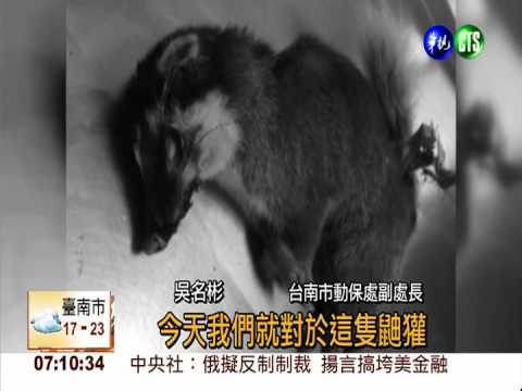 台南婦遭鼬獾咬 送醫確認狂犬病!