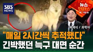 [이슈빡] 꽁꽁 숨은 '늑구', 엿새 만에 시민이 발견..또 놓쳤다 / SBS / 뉴스헌터스