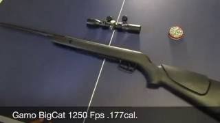 Gamo Big Cat Review