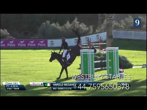 Djoko Z- 2016 Stallion (Dominator Z X Darco)