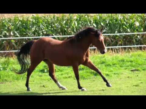 Leitstutenprinzip - Kommen aller Pferde auf Zuruf