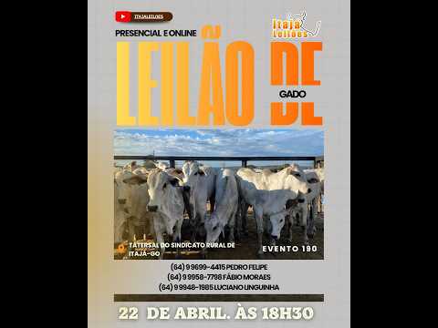 LEILAO DE GADO DA ITAJÁ LEILÔES