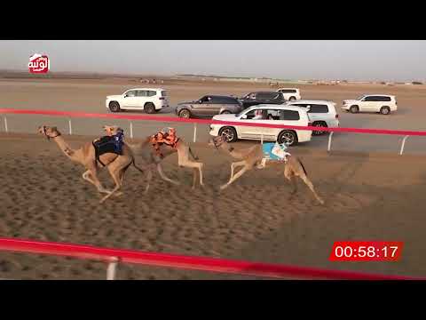  ش 9 (الشاهينيه) لـ سهيل بن نخيرات العامري 2:17:40 , شارة الصندوق 2026/03/14 فطامين الوثبة