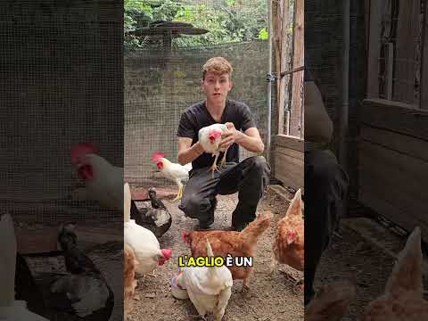 🧄🐔 DO L’AGLIO ALLE MIE GALLINE! #Galline #Aglio #Pollaio #Avicoli #TheChickenCoop