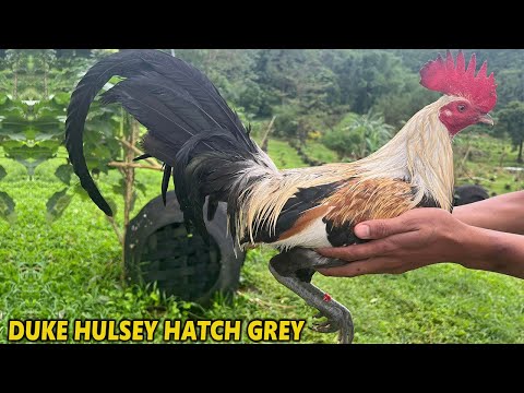 Beautiful Duke Hulsey Hatch Grey Lemon White Kelso  - BJ LUNAO FARM Hernani Boy Jimenez