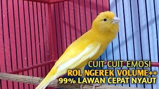 Download lagu kenari gacor panjang Cuit Cuit EMOSI, Pancingan Kenari Paud Belajar Bunyi, terapi AMPUH Kenari MACET mp3