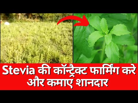 Stevia dry leaf powder